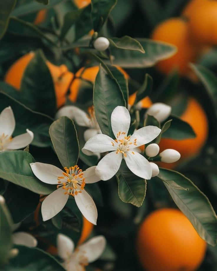 Nature's Palette: Vibrant Fruit Medley